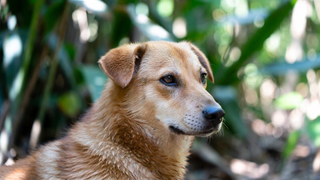 Πώς να προκαλέσετε εμετό στον σκύλο σας.