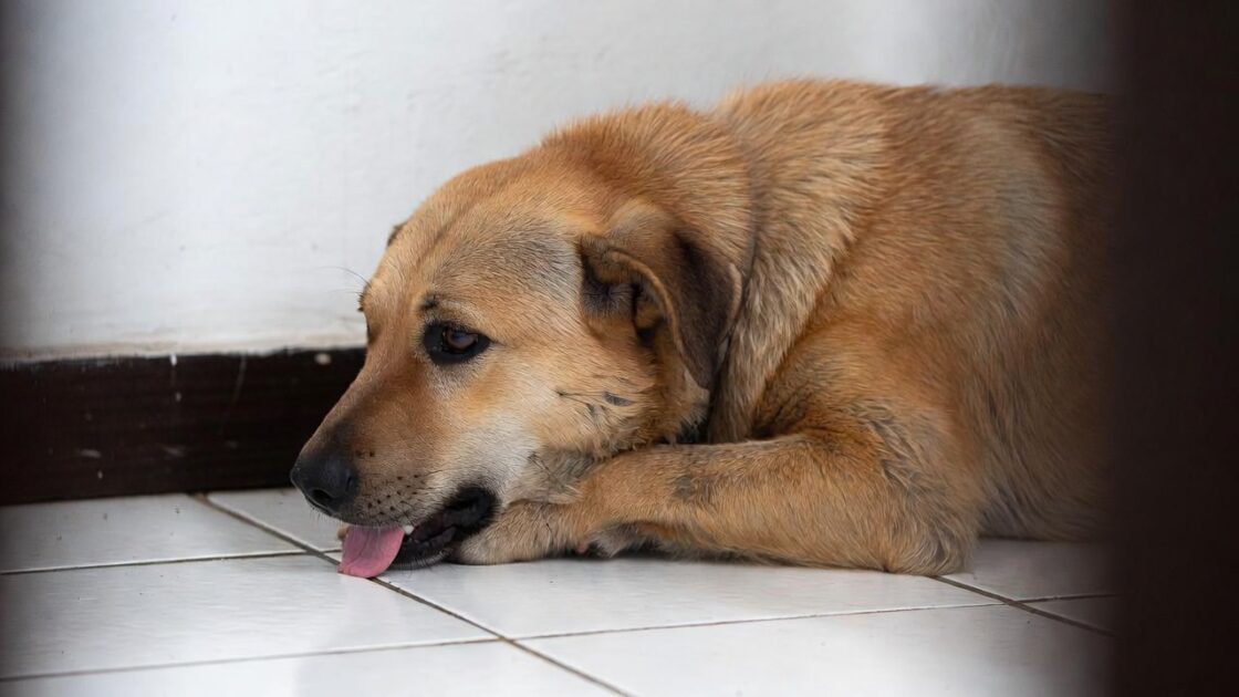 Πώς να προκαλέσετε εμετό στον σκύλο σας.