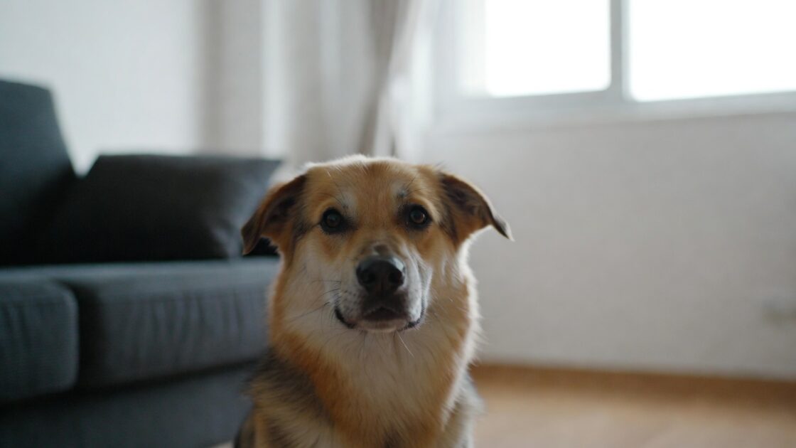 Σκύλος σε Διαμέρισμα