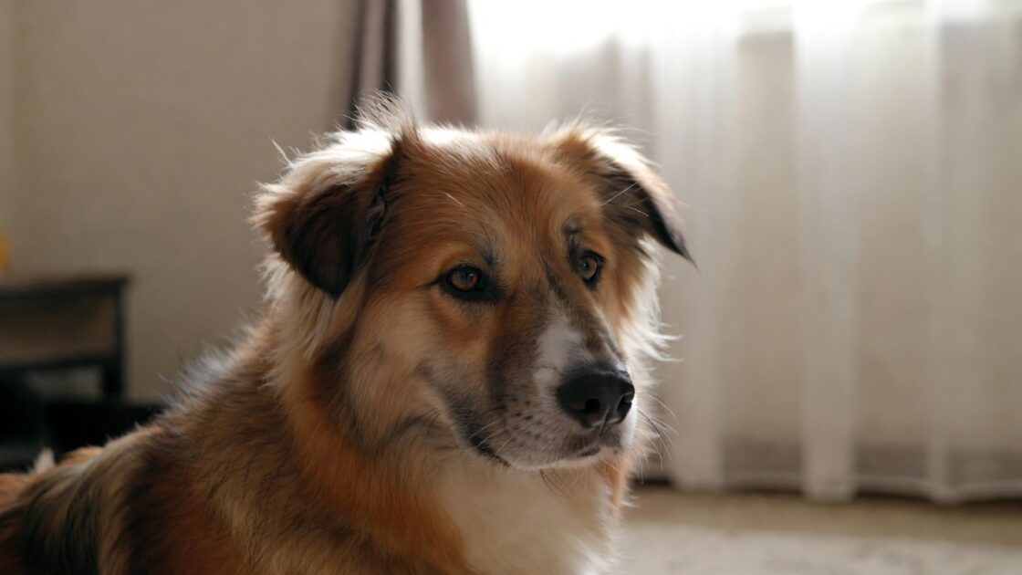 Σκύλος σε Διαμέρισμα