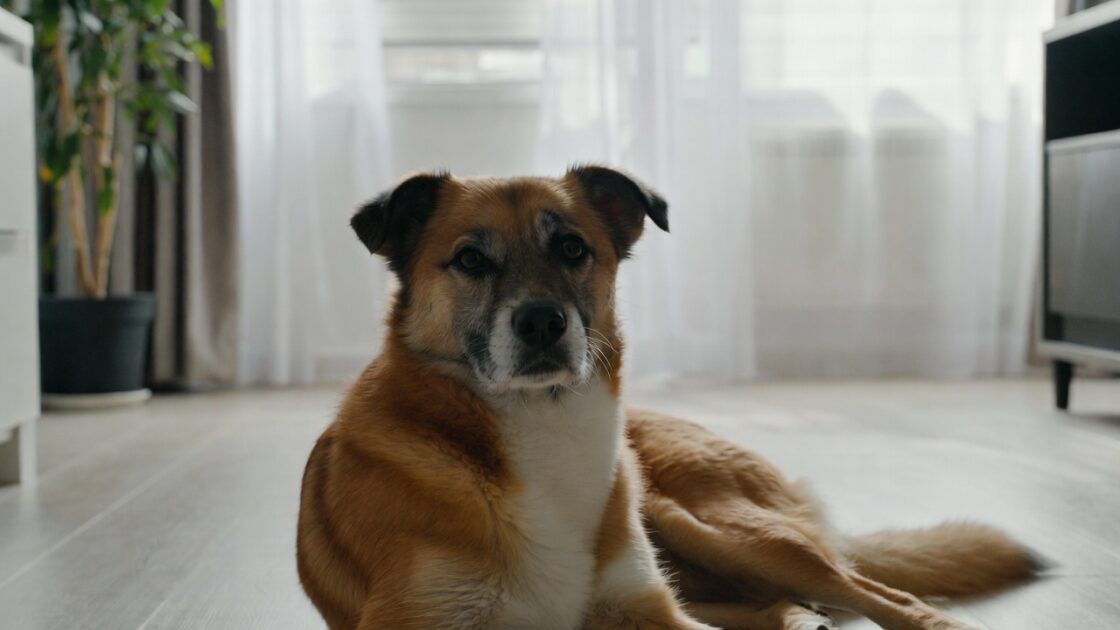 Σκύλος σε Διαμέρισμα