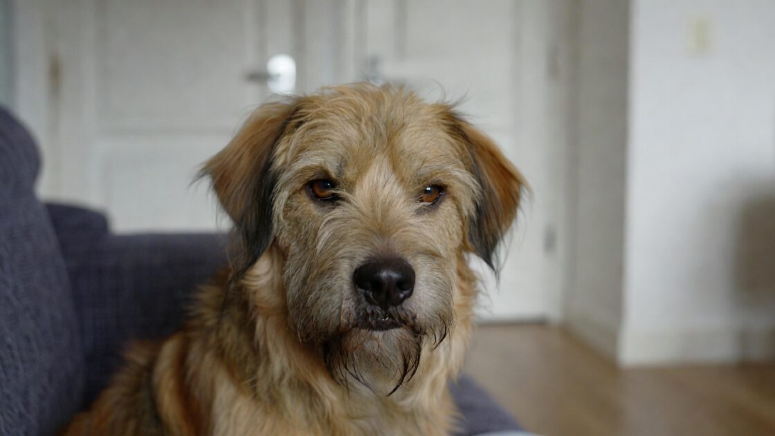 Σκύλος σε Διαμέρισμα 4 Σκύλος σε Διαμέρισμα