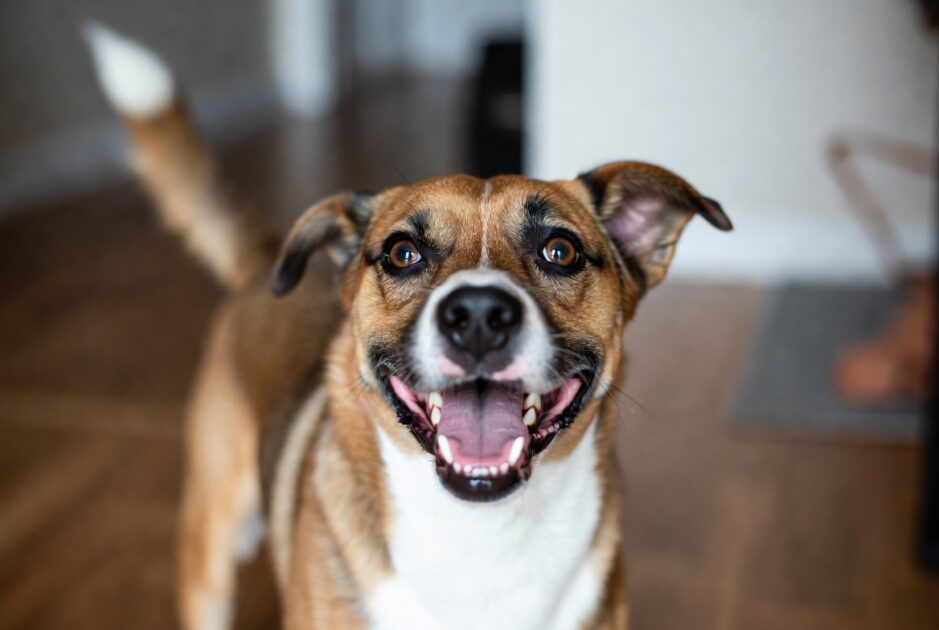 Τι Νιώθει ο Σκύλος σου Όταν Επιστρέφεις Σπίτι 1 Τι Νιώθει ο Σκύλος σου Όταν Επιστρέφεις Σπίτι