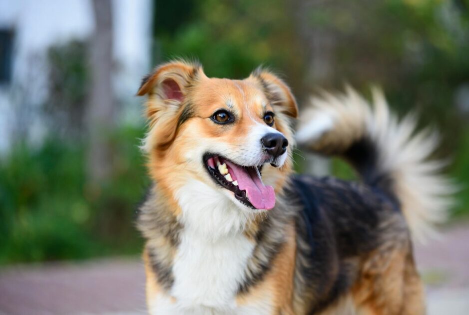 Τι Νιώθει ο Σκύλος σου Όταν Επιστρέφεις Σπίτι