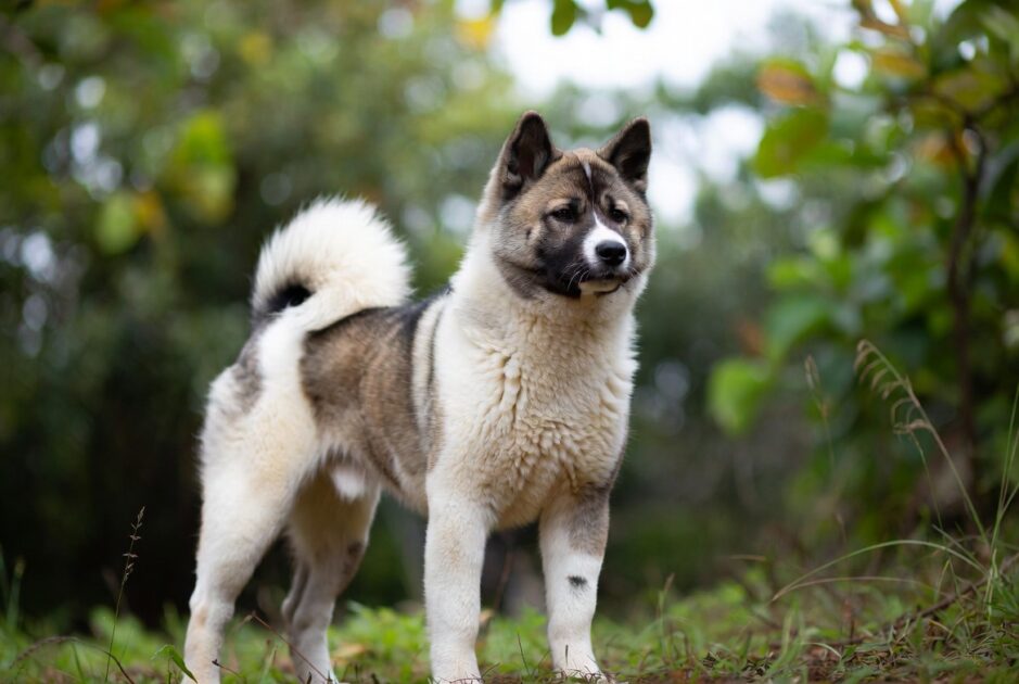Akita Inu