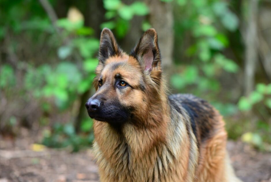 αρχείο λήψης 8 Η Γλώσσα της Αγάπης των Σκύλων: Πώς Δείχνει Κάθε Φυλή την Αφοσίωσή της