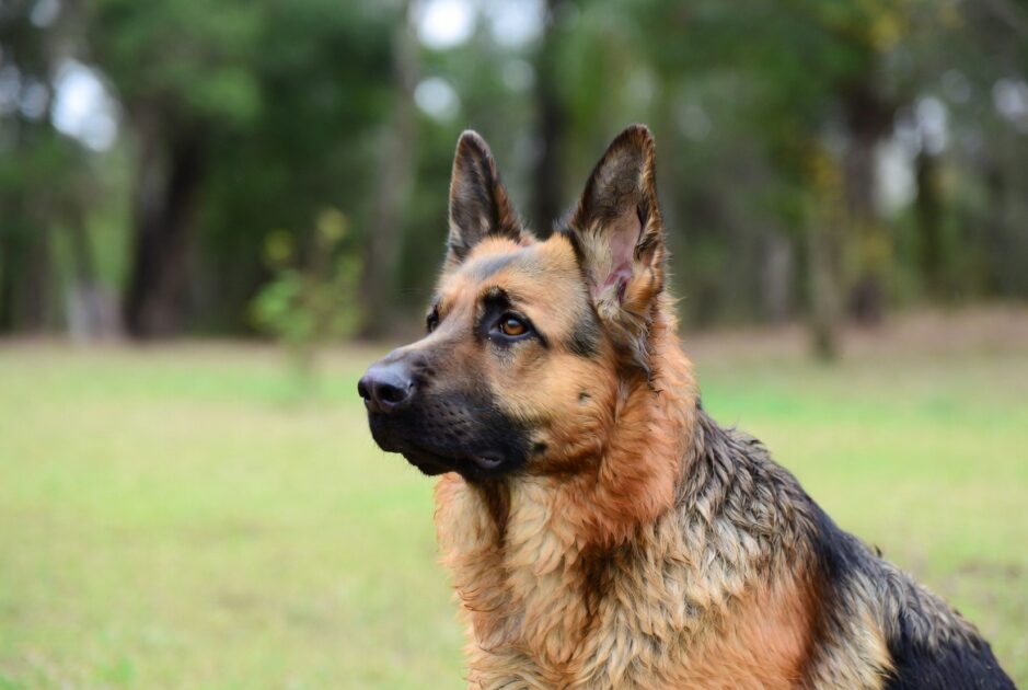 αρχείο λήψης 9 Η Γλώσσα της Αγάπης των Σκύλων: Πώς Δείχνει Κάθε Φυλή την Αφοσίωσή της