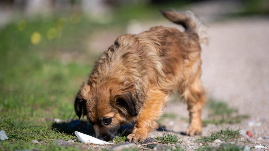 ο Σκύλος σου Μυρίζει τα Πάντα στη Βόλτα