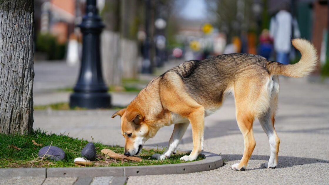 ο Σκύλος σου Μυρίζει τα Πάντα στη Βόλτα