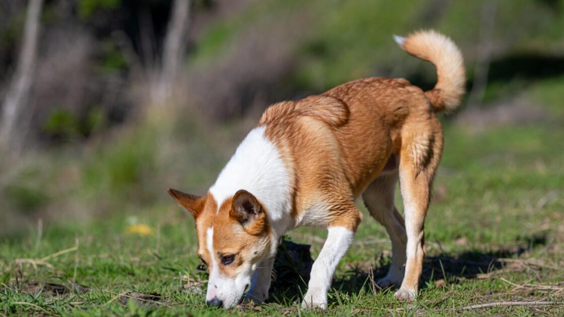 ο Σκύλος σου Μυρίζει τα Πάντα στη Βόλτα