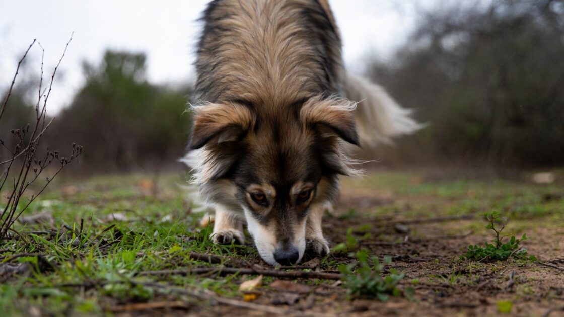 ο Σκύλος σου Μυρίζει τα Πάντα στη Βόλτα