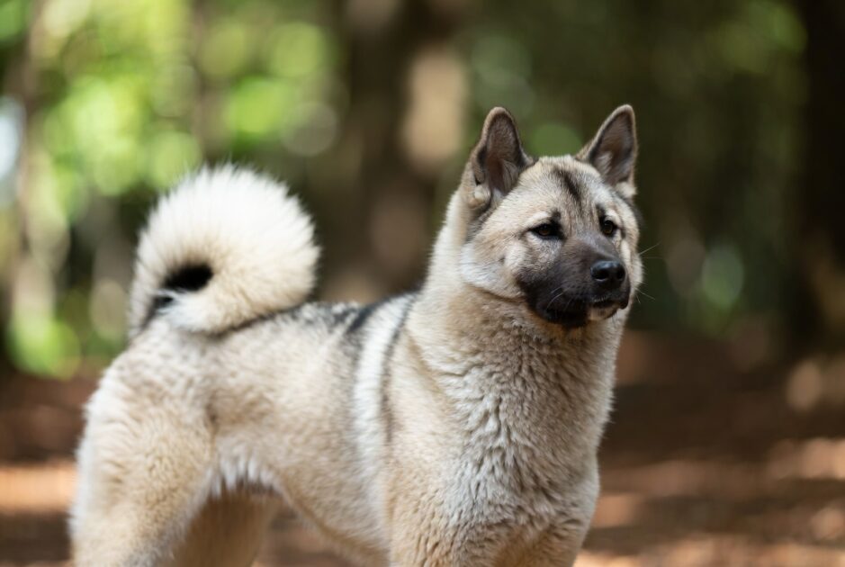 φεύγον Ο Σκύλος σας Αγχώνεται