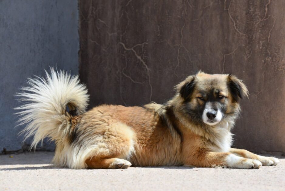 Γιατί ο Σκύλος σου Δεν Θέλει να του Ακουμπάς την Ουρά