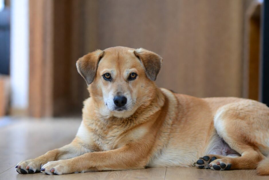 Γιατί ο Σκύλος σου Δεν Θέλει να του Ακουμπάς την Ουρά