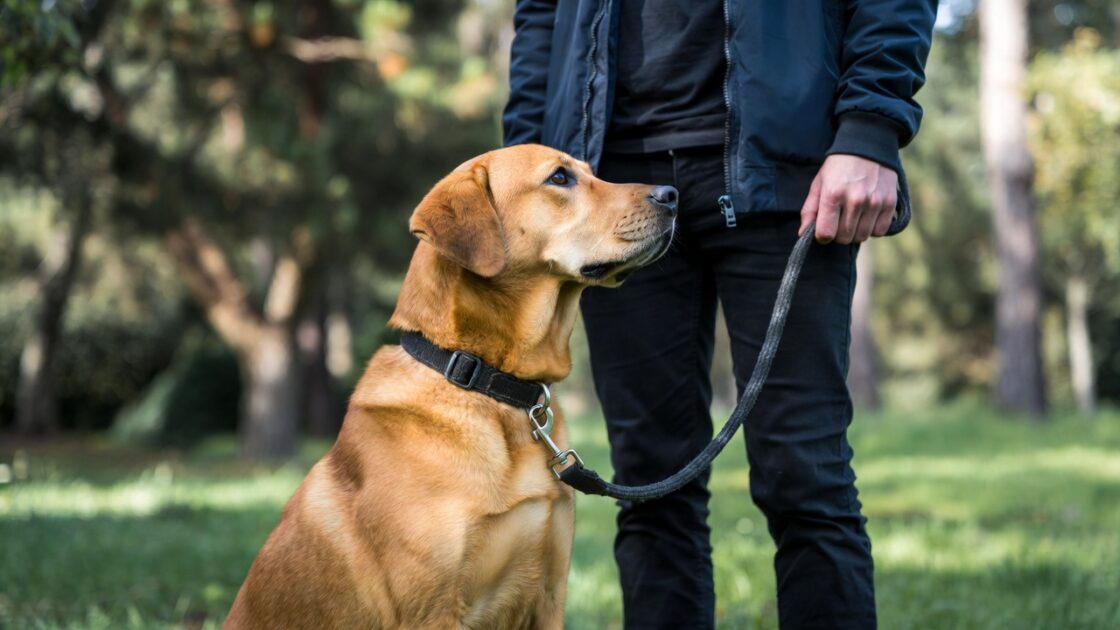 Μνήμη του Σκύλου Ξεχνάει Πραγματικά τον Άνθρωπό του