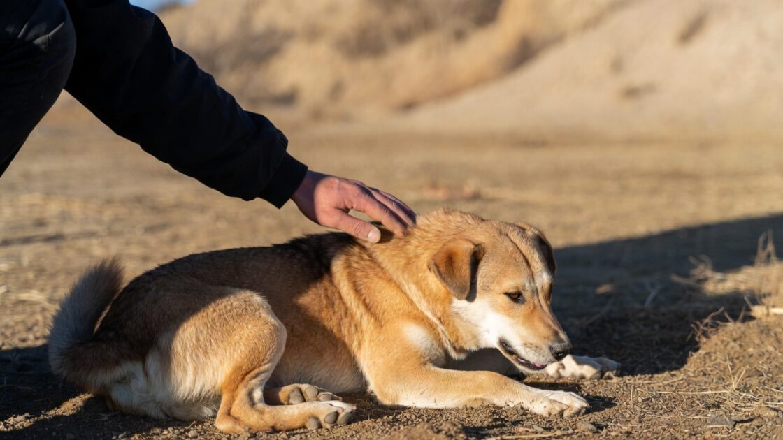 Ο Σκύλος σου γυρνάει την πλάτη όταν τον χαϊδεύεις Ο Σκύλος σου γυρνάει την πλάτη όταν τον χαϊδεύεις;