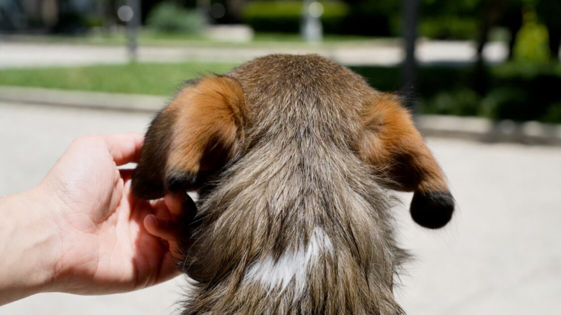 Ο Σκύλος σου γυρνάει την πλάτη όταν τον χαϊδεύεις;