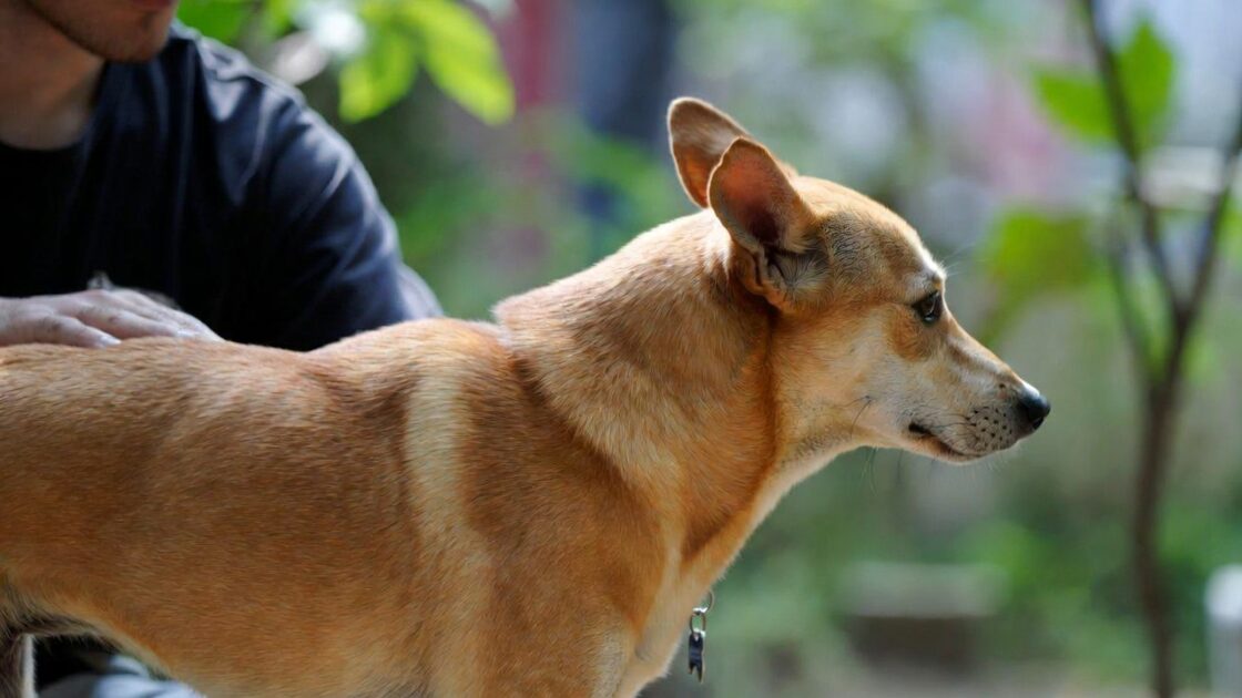 Ο Σκύλος σου γυρνάει την πλάτη όταν τον χαϊδεύεις;