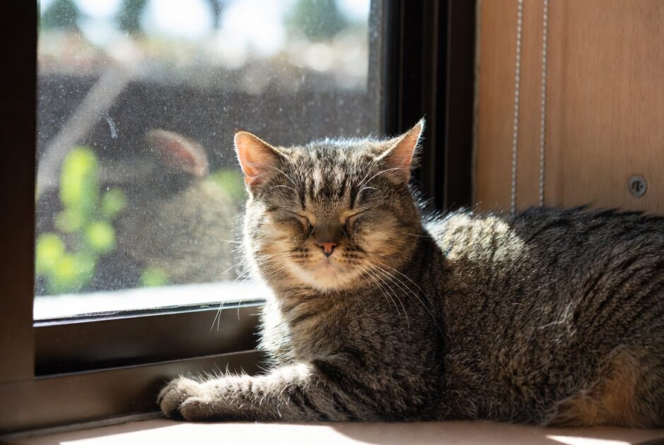 οι γάτες λατρεύουν τα ηλιόλουστα παράθυρα